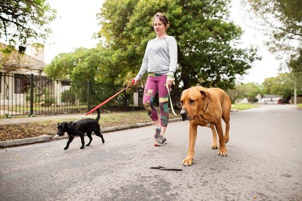 Dog walker profissional passeando cachorro para renda extra com serviços locais no Brasil